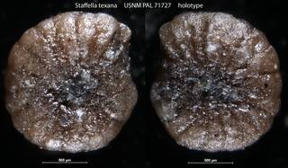 To NMNH Paleobiology Collection (Staffella texana USNM PAL 71727 holotype)