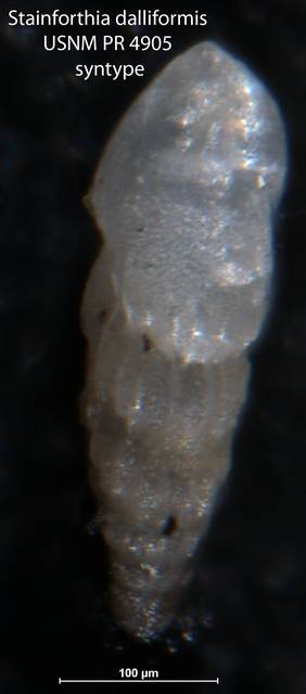 To NMNH Paleobiology Collection (Stainforthia dalliformis USNM PR 4905 syntype bottom)