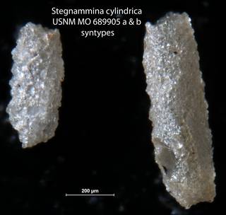 To NMNH Paleobiology Collection (Stegnammina cylindrica USNM MO 689905 a & b syntypes)