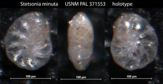 To NMNH Paleobiology Collection (Stetsonia minuta USNM PAL 371553 holotype)