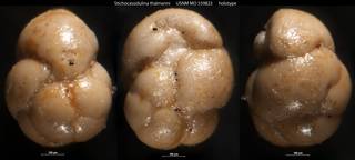 To NMNH Paleobiology Collection (Stichocassidulina thalmanni USNM MO 559823 holotype)