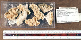 To NMNH Extant Collection (IZ USNM 78516 fragments)