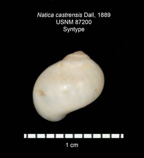 To NMNH Extant Collection (IZ MOL 87200 Syntype Shell abapertural)