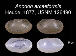 To NMNH Extant Collection (Anodon arcaeformis Heude, 1877     USNM 126490)