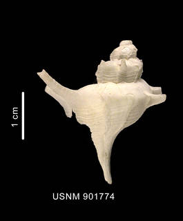 To NMNH Extant Collection (Trophon clenchi (Carcelles, 1953) shell dorsal view)