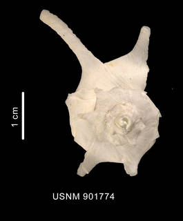 To NMNH Extant Collection (Trophon clenchi (Carcelles, 1953) shell apical view)