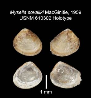 To NMNH Extant Collection (IZ MOL 610302 Bivalve Holotype plate)