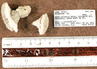 To NMNH Extant Collection (IZ USNM 85741 fragments)