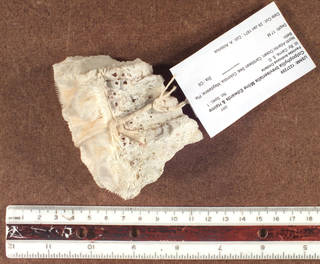 To NMNH Extant Collection (IZ USNM 1237299 sideview)
