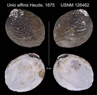 To NMNH Extant Collection (Unio affinis Heude, 1875         USNM 126462)