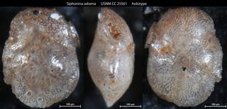 To NMNH Paleobiology Collection (Siphonina advena USNM CC 25561 holotype)