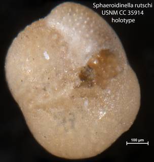 To NMNH Paleobiology Collection (Sphaeroidinella rutschi USNM CC 35914 holotype)