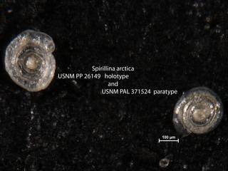 To NMNH Paleobiology Collection (Spirillina arctica USNM PP 26149 holotype and USNM PAL 371524 para)