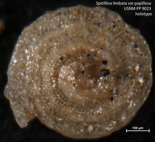 To NMNH Paleobiology Collection (Spirillina limbata var papillosa USNM PP 9023 holotype)