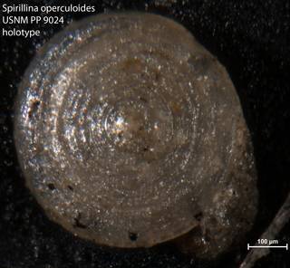 To NMNH Paleobiology Collection (Spirillina operculoides USNM PP 9024 holotype)