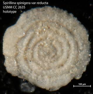 To NMNH Paleobiology Collection (Spirillina spinigera var reducta USNM CC 2635 holotype)