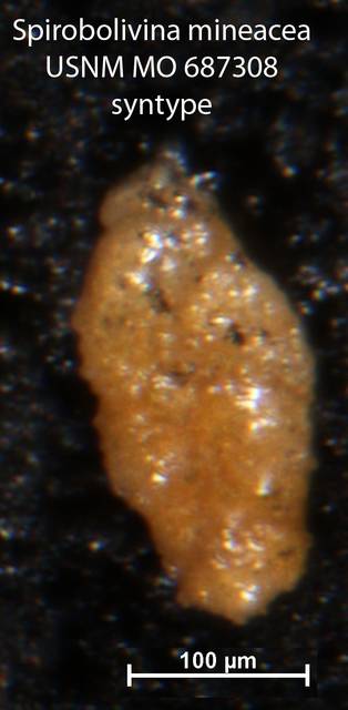 To NMNH Paleobiology Collection (Spirobolivina mineacea USNM MO 687308 syntype left)