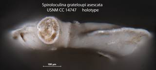 To NMNH Paleobiology Collection (Spiroloculina grateloupi asescata USNM CC 14747 holotype 2)