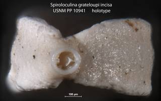 To NMNH Paleobiology Collection (Spiroloculina grateloupi incisa USNM PP 10941 holotype 2)