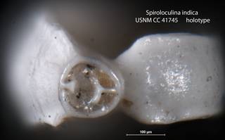 To NMNH Paleobiology Collection (Spiroloculina indica USNM CC 41745 holotype 2)