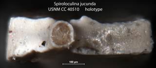 To NMNH Paleobiology Collection (Spiroloculina jucunda USNM CC 40510 holotype 2)