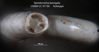 To NMNH Paleobiology Collection (Spiroloculina laevigata USNM CC 41730 holotype 2)