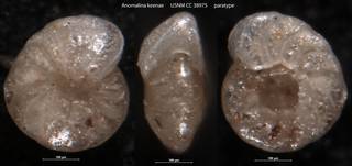 To NMNH Paleobiology Collection (Anomalina keenae USNM CC 38975 paratype)