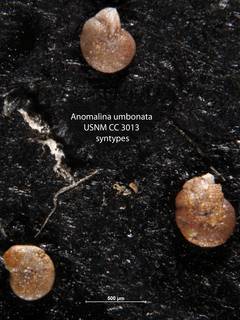 To NMNH Paleobiology Collection (Anomalina umbonata USNM CC 3013 syntypes)