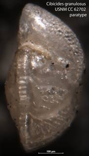To NMNH Paleobiology Collection (Cibicides granulosus USNM CC 62702 paratype pl24 f11)