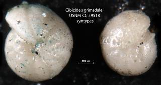 To NMNH Paleobiology Collection (Cibicides grimsdalei USNM CC 59518 syntypes 1)