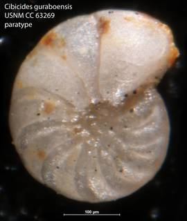 To NMNH Paleobiology Collection (Cibicides guraboensis USNM CC 63269 paratype p26 f33)