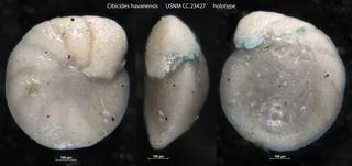 To NMNH Paleobiology Collection (Cibicides havanensis USNM CC 23427 holotype)