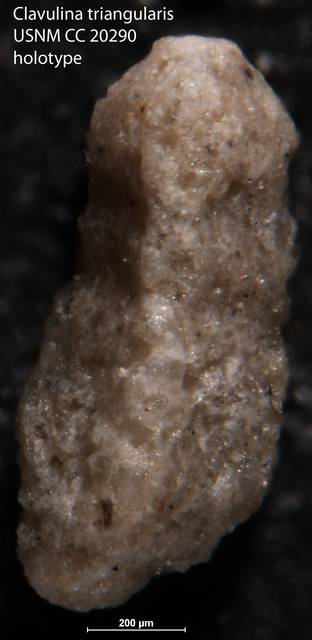 To NMNH Paleobiology Collection (Clavulina triangularis USNM CC 20290 holotype)