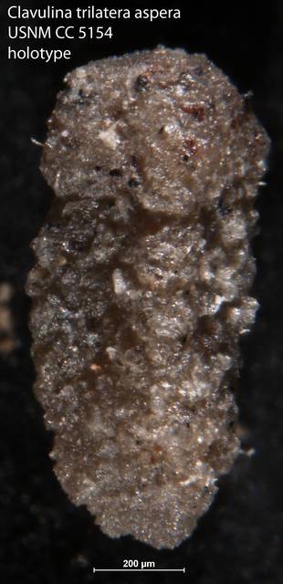 To NMNH Paleobiology Collection (Clavulina trilatera aspera USNM CC 5154 holotype)