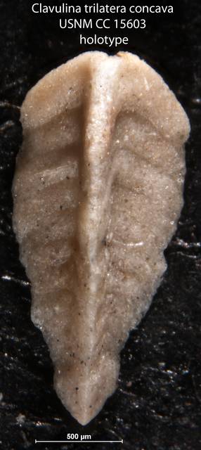 To NMNH Paleobiology Collection (Clavulina trilatera concava USNM CC 15603 holotype)