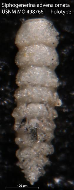 To NMNH Paleobiology Collection (Siphogenerina advena ornata USNM MO 498766 holotype)