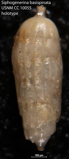 To NMNH Paleobiology Collection (Siphogenerina basispinata USNM CC 10055 holotype)