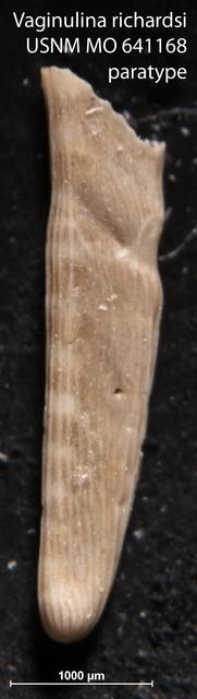To NMNH Paleobiology Collection (Vaginulina richardsi USNM MO 641168 paratype)