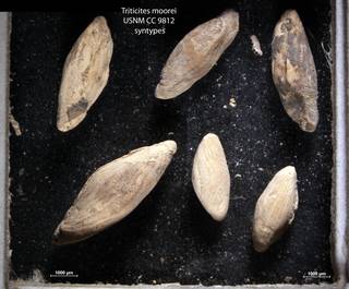 To NMNH Paleobiology Collection (Triticites moorei USNM CC 9812 syntypes)