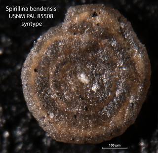 To NMNH Paleobiology Collection (Spirillina bendensis USNM PAL 85508 syntype top center)