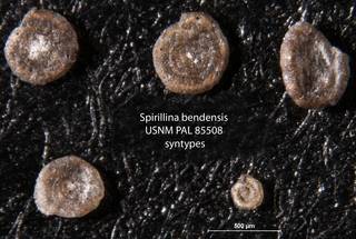 To NMNH Paleobiology Collection (Spirillina bendensis USNM PAL 85508 syntypes)