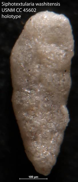 To NMNH Paleobiology Collection (Siphotextularia washitensis USNM CC 45602 holotype)