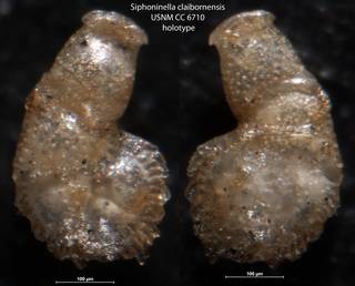 To NMNH Paleobiology Collection (Siphoninella claibornensis USNM CC 6710 holotype)