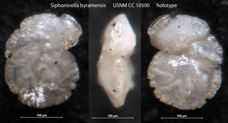 To NMNH Paleobiology Collection (Siphoninella byramensis USNM CC 10500 holotype)