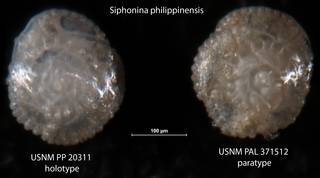 To NMNH Paleobiology Collection (Siphonina philippinensis USNM PP 20311 holotype & USNM PAL 371512 paratype view 1)