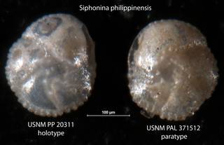 To NMNH Paleobiology Collection (Siphonina philippinensis USNM PP 20311 holotype & USNM PAL 371512 paratype)