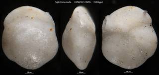 To NMNH Paleobiology Collection (Siphonina nuda USNM CC 23296 holotype)