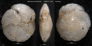 To NMNH Paleobiology Collection (Siphonina jacksonensis USNM CC 5368 holotype)