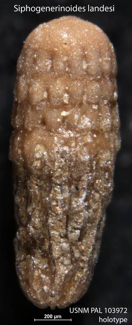 To NMNH Paleobiology Collection (Siphogenerinoides landesi USNM PAL 103972 holotype)