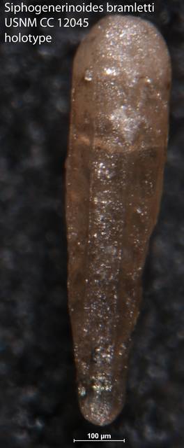 To NMNH Paleobiology Collection (Siphogenerinoides bramletti USNM CC 12045 holotype)